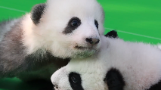 GLOBALink | Giant pandas bear witness to friendship between China, France