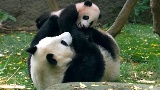 Americans keen to see return of giant pandas