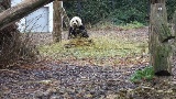 GLOBALink | Giant panda fantastic gate to discover China: Belgian animal park founder