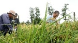 China's agricultural expertise fuels prospects for rice self-sufficiency in Fiji