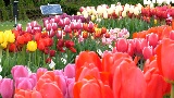 GLOBALink | From Dutch fields to Chinese soil: the blossoming journey of tulips