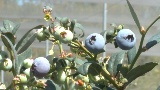 GLOBALink | Zimbabwean blueberry producers seek access to Chinese market