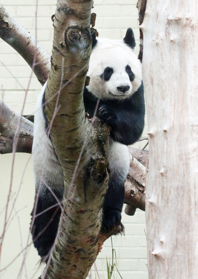 Embrace China’s cuddly envoys: Panda mania worldwide