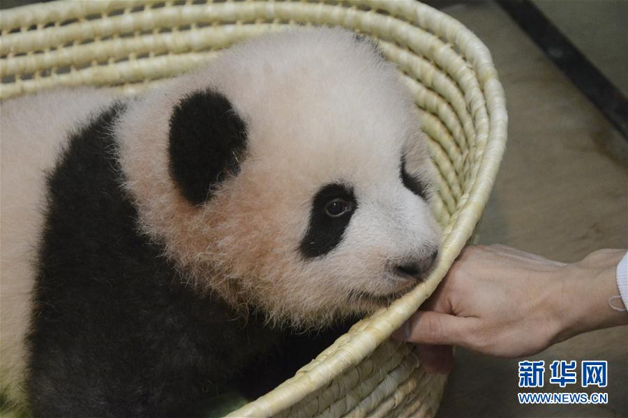 Embrace China’s cuddly envoys: Panda mania worldwide