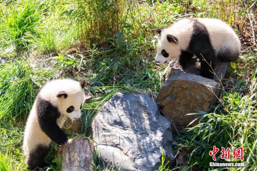 Twin pandas charm Berlin zoo