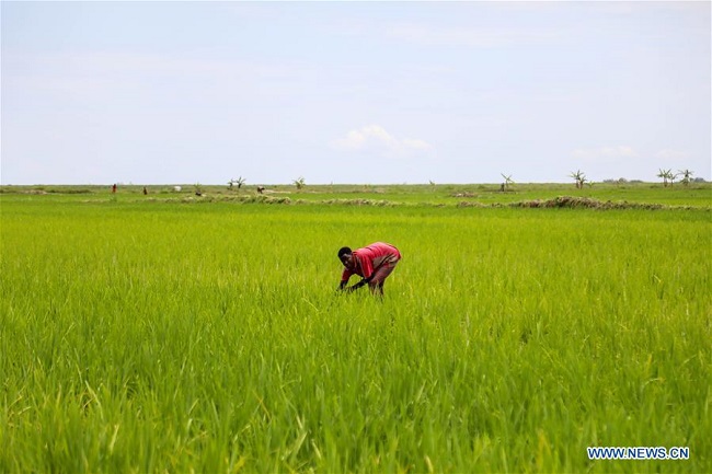 Feature: Chinese-owned rice farm skills farmers in rural Uganda to boost household incomes