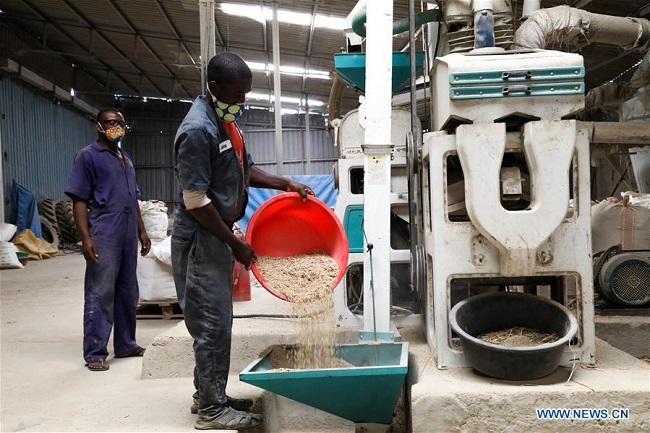 Feature: Chinese-owned rice farm skills farmers in rural Uganda to boost household incomes