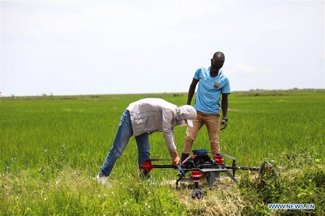 Feature: Chinese-owned rice farm skills farmers in rural Uganda to boost household incomes