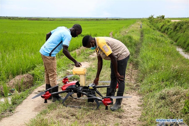 Feature: Chinese-owned rice farm skills farmers in rural Uganda to boost household incomes