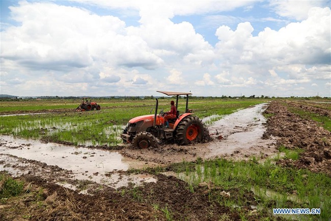 Feature: Chinese-owned rice farm skills farmers in rural Uganda to boost household incomes