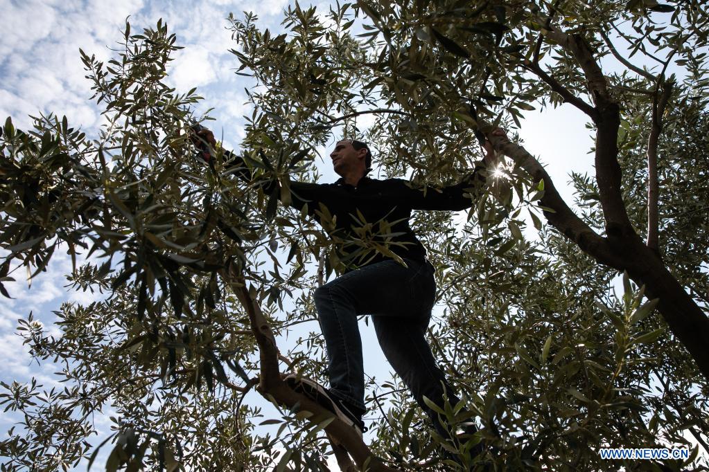 Producers of Greece's Kalamata olives seek to conquer China as next big market