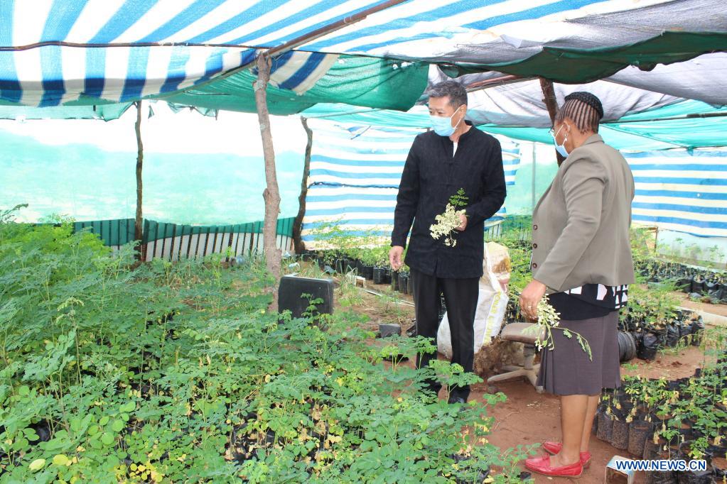 Chinese farmer in Botswana promoting moringa farming