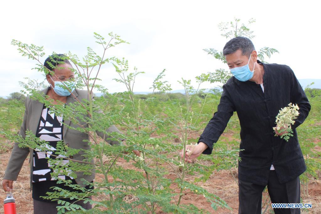 Chinese farmer in Botswana promoting moringa farming