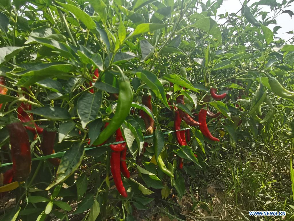 Pakistan sees rosy prospect in chili industry with China's helping hand