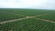 Oil Palm Plantation Project of Zonergy Corporation in Indonesia underwritten by SINOSURE