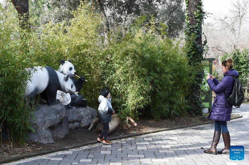 Giant panda family deemed as bridge of friendship between Spain and China